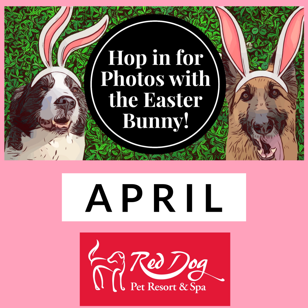 Events & Specials | Red Dog Pet Resort & Spa