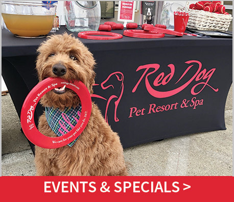 red dog resort and spa