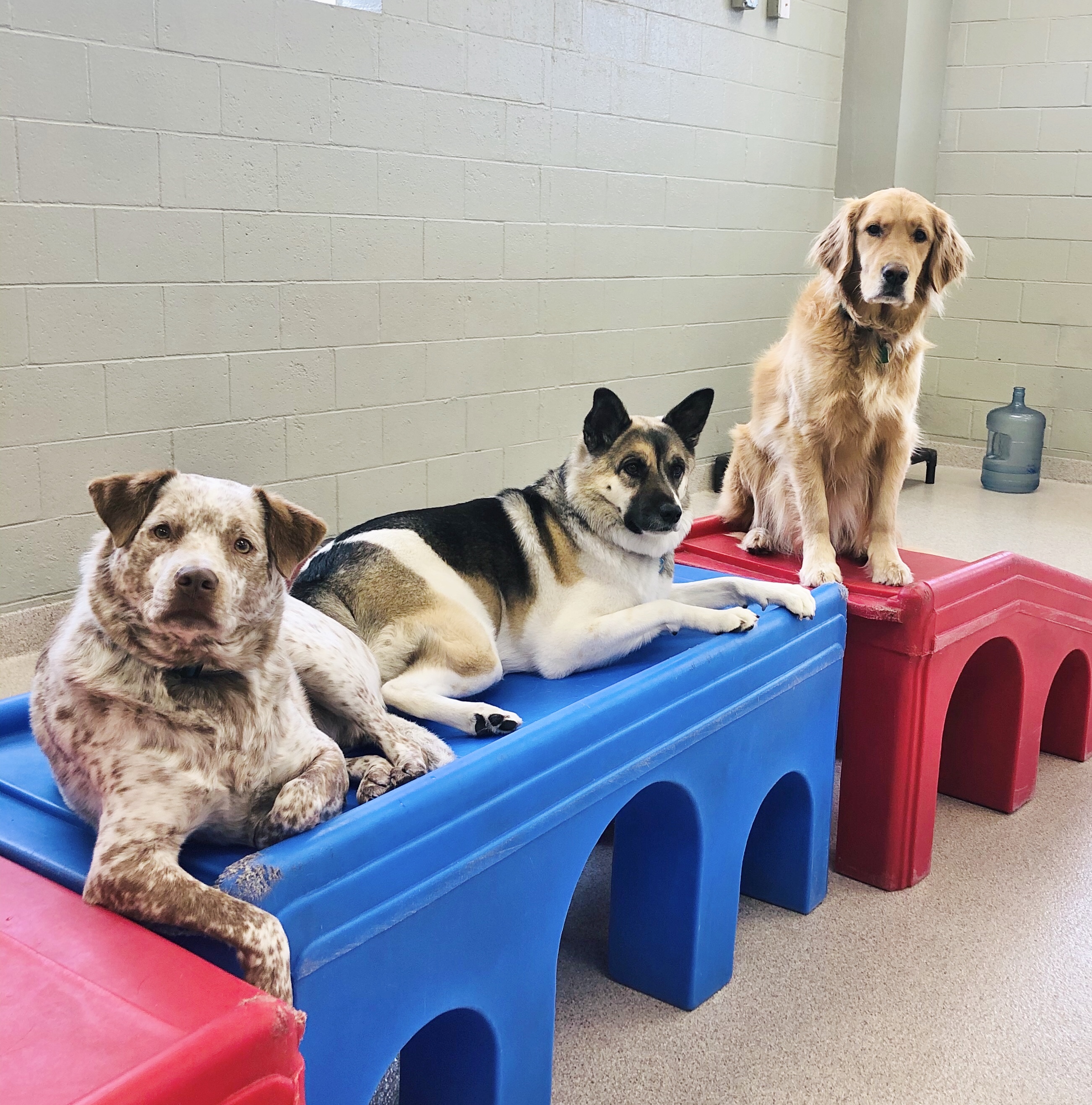 what do you need for a doggy daycare