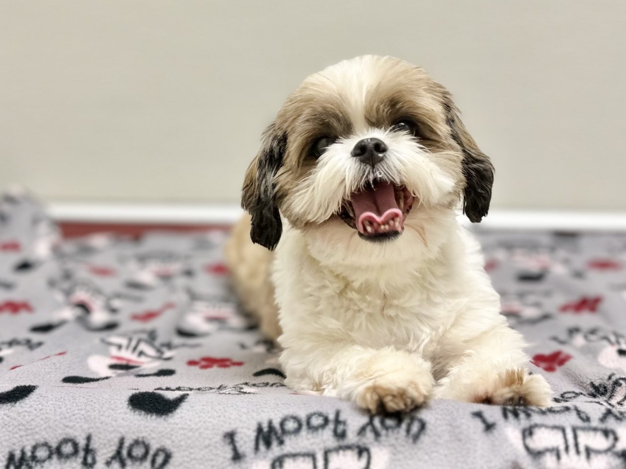 Canine overnight Red Dog Pet Resort & Spa