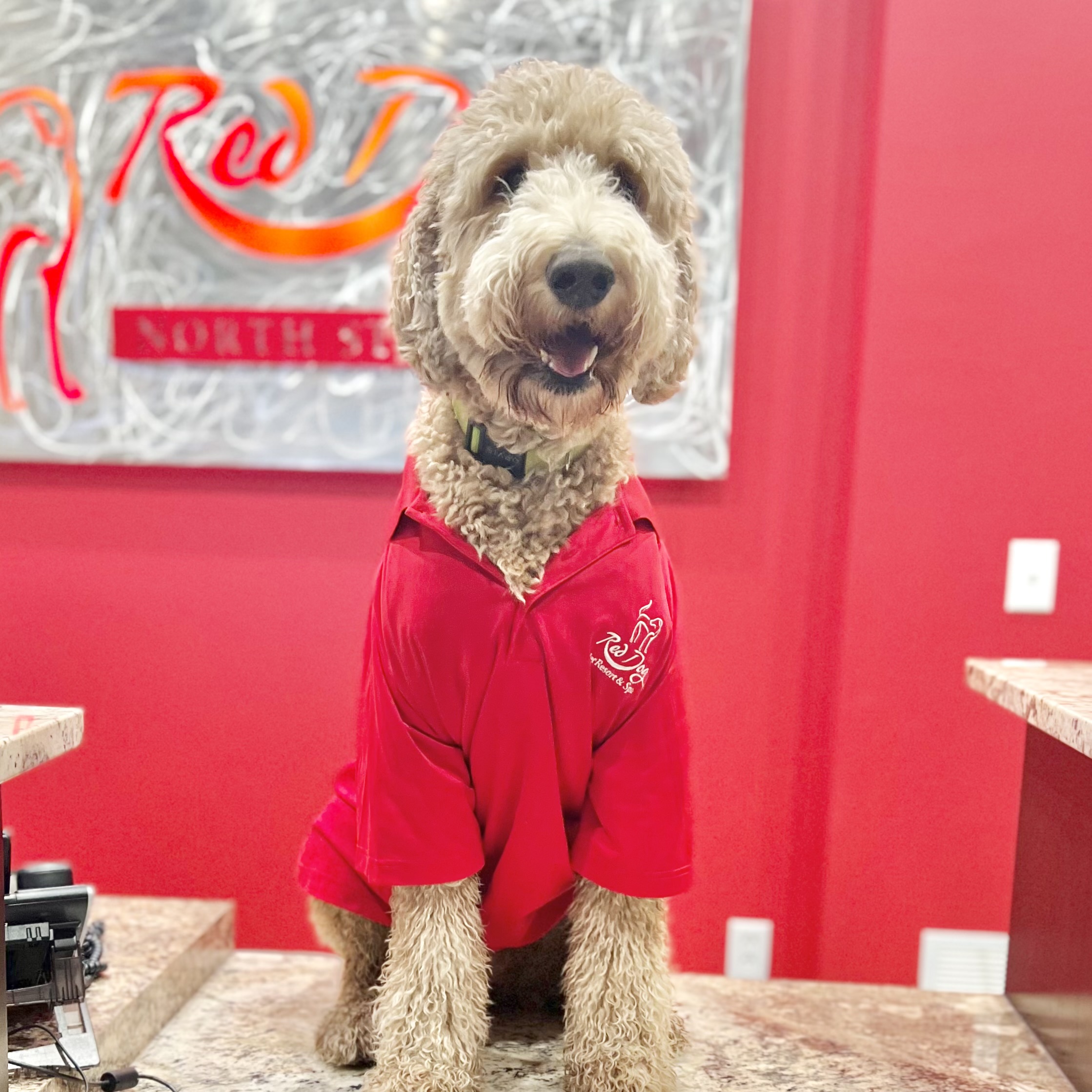 Red dog hot sale grooming