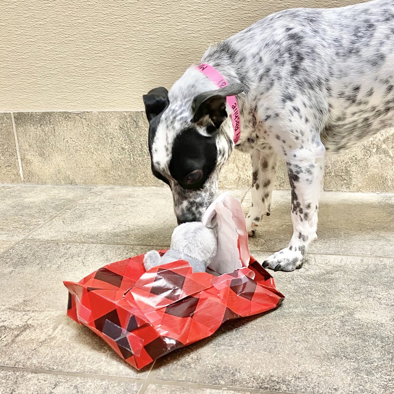 About Us Red Dog Pet Resort & Spa