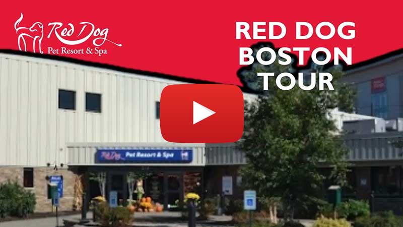 Watch the Red Dog Boston resort tour.
